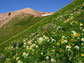 flowering plants on a mountain