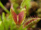 Venus flytrap