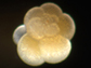 The foraminiferan Neogloboquadrina dutertrei