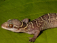 West African forest gecko