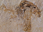 oldest fossil mushroom