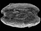 fossil ostracod