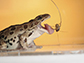 a northern leopard frog catches a cricket