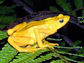 a Panamanian golden frog