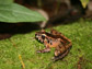 frog from the Island of Borneo