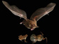 iimage of female túngara frogs and a bat
