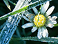 a daisy with frost on it