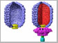 the empty head (left) and virus filled with DNA