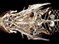 a full-body scan showing the underside of the fish