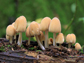 Coprinellus micaceus, a common species of fungus