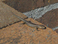 pale-flecked garden sunskink