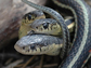 male garter snake