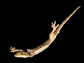 a flat-tailed house gecko