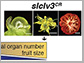 gene promoter called SICLV3