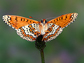 a Glanville fritillary butterfly