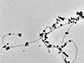 gold nanoparticles are attached to threads of gold nanowires