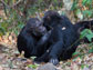2 chimpanzees interact in Gombe National Park