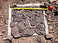 samples holding graptolite fossils