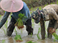 two people hand planting rice