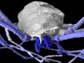 x-ray scan of the harvestman fossil