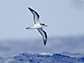 a Hawaiian petrel