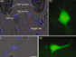 transfection of the dextran Alexa Fluor 488 dye