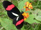 a Heliconius butterfly