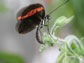 a heliconius butterfly on a flower vine