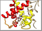 Heme protein showing loops in orange