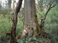 1,000 year old hemlock