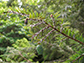 protective wool produced by hemlock woolly adelgid covers a branch of an eastern hemlock tree