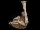 photo of the fossilized hindlimb