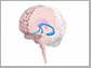 this illustration shows the hippocampus, in blue