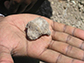 fossil hominin talus