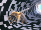 bee in a tunnel