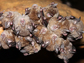 a cluster of greater horseshoe bats