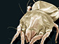 an American house dust mite, Dermatophagoides farinae