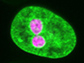 human nucleus with fluorescently labeled chromatin (green) and two nucleoli (purple)