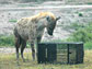 a spotted hyena investigates a puzzle box