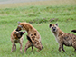 hyenas fighting