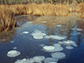 methane bubbles are trapped in the ice on a pond