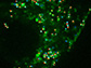 insulin-containing vesicles (small green spheres)