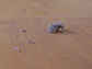 dust on a table