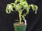 infected tomato plant