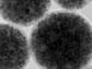 view of iron-oxide nanoparticles