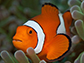 a juvenile clownfish