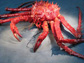 an invasive king crab