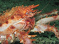 a king crab