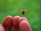 a ladybug takes flight