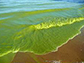 a 2009 bloom on the southeast shore of Pelee Island, Ontario